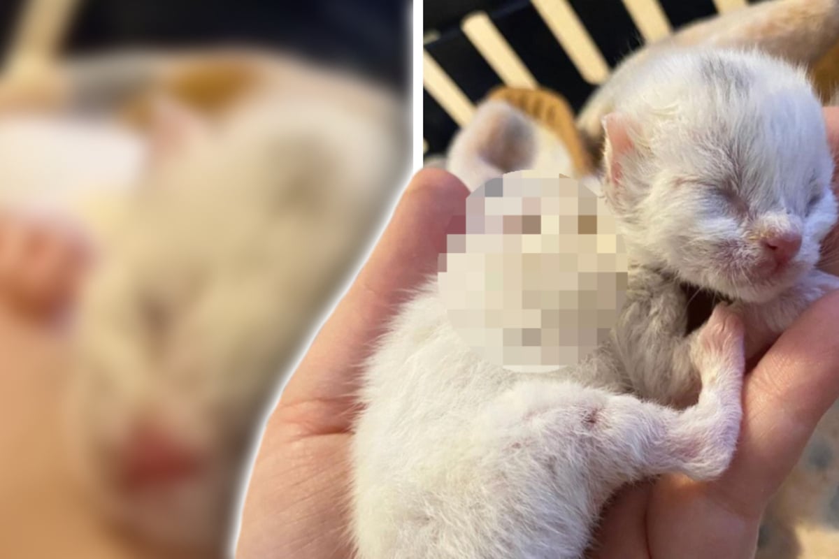 Kleines Katzenbaby wird ganz alleine gefunden Was hat sie nur auf dem Rücken?