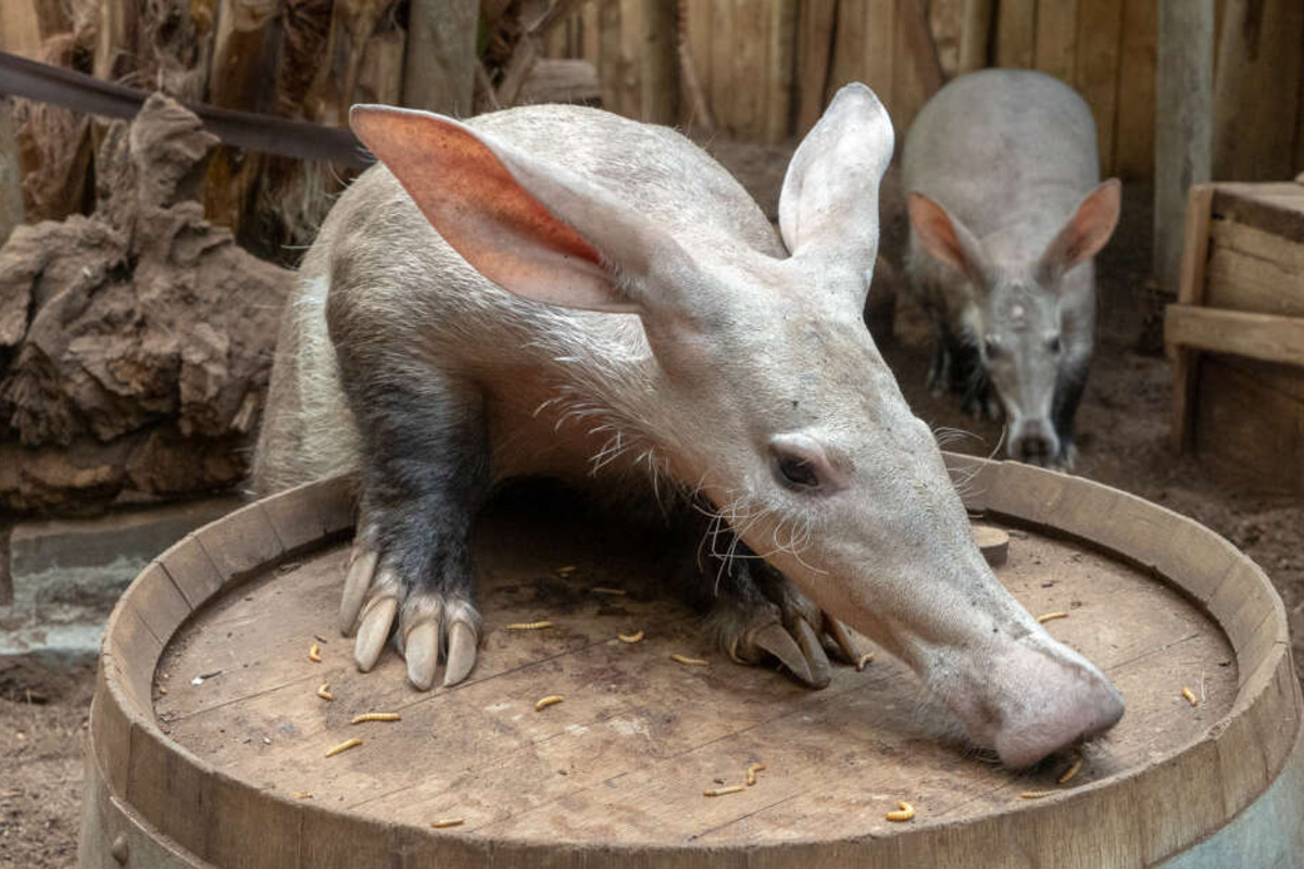 Neuzugang im Kölner Zoo: Was ist das für ein Tier?