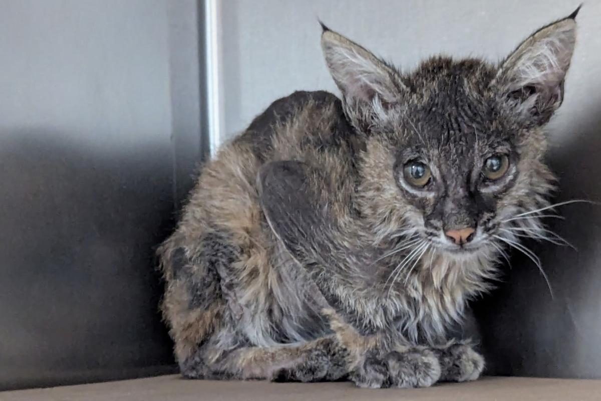 Gardener rescues half-dead kitten from the bushes – but this critter's ...