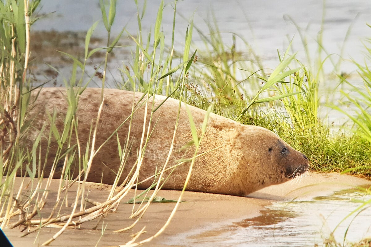 Fern der Ostsee: Seehund plantscht plötzlich im brandenburgischen Wasser