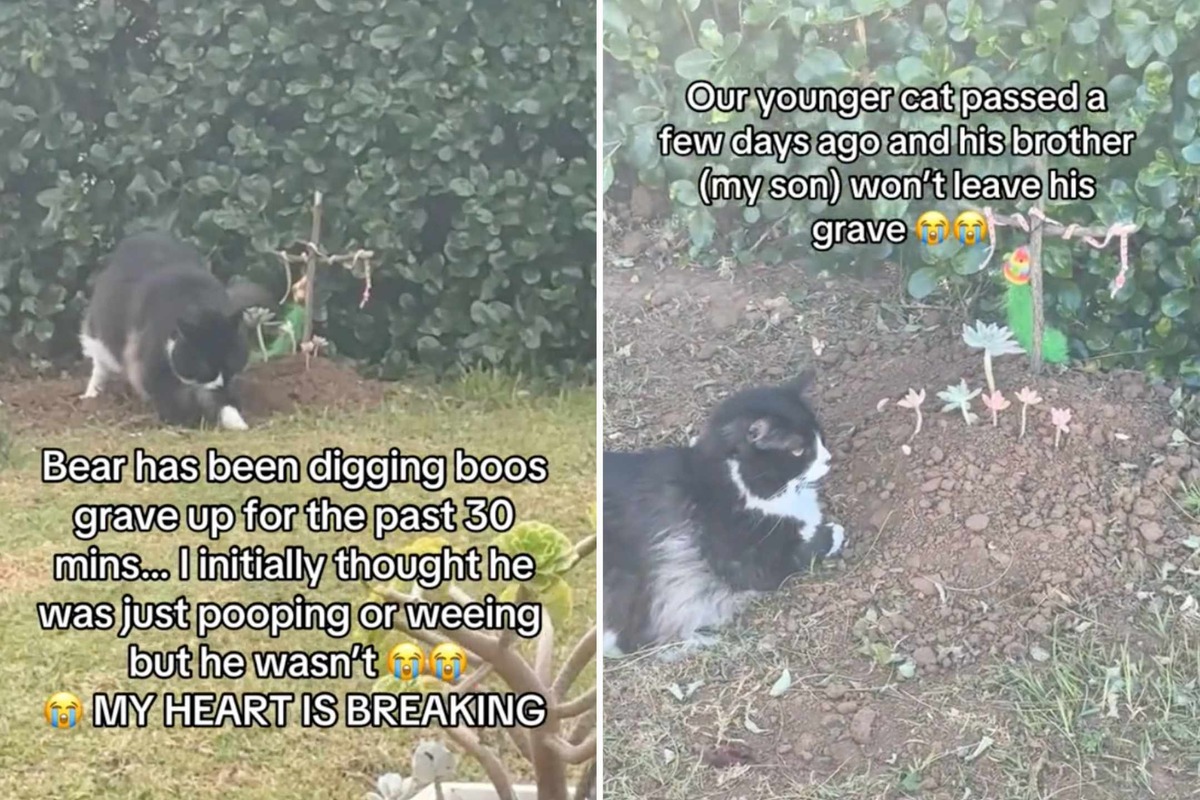 Grieving cat tries to dig up dead kitty sibling in heartbreaking TikTok