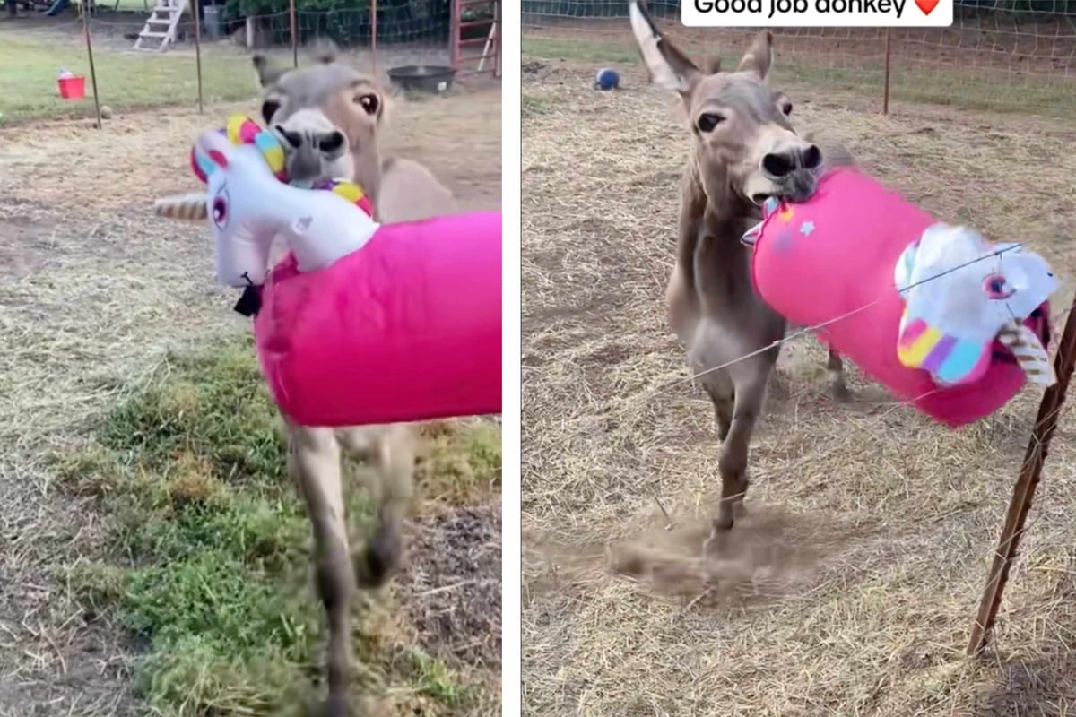 Donkey gets dancing and prancing with unicorn friend in TikTok surprise