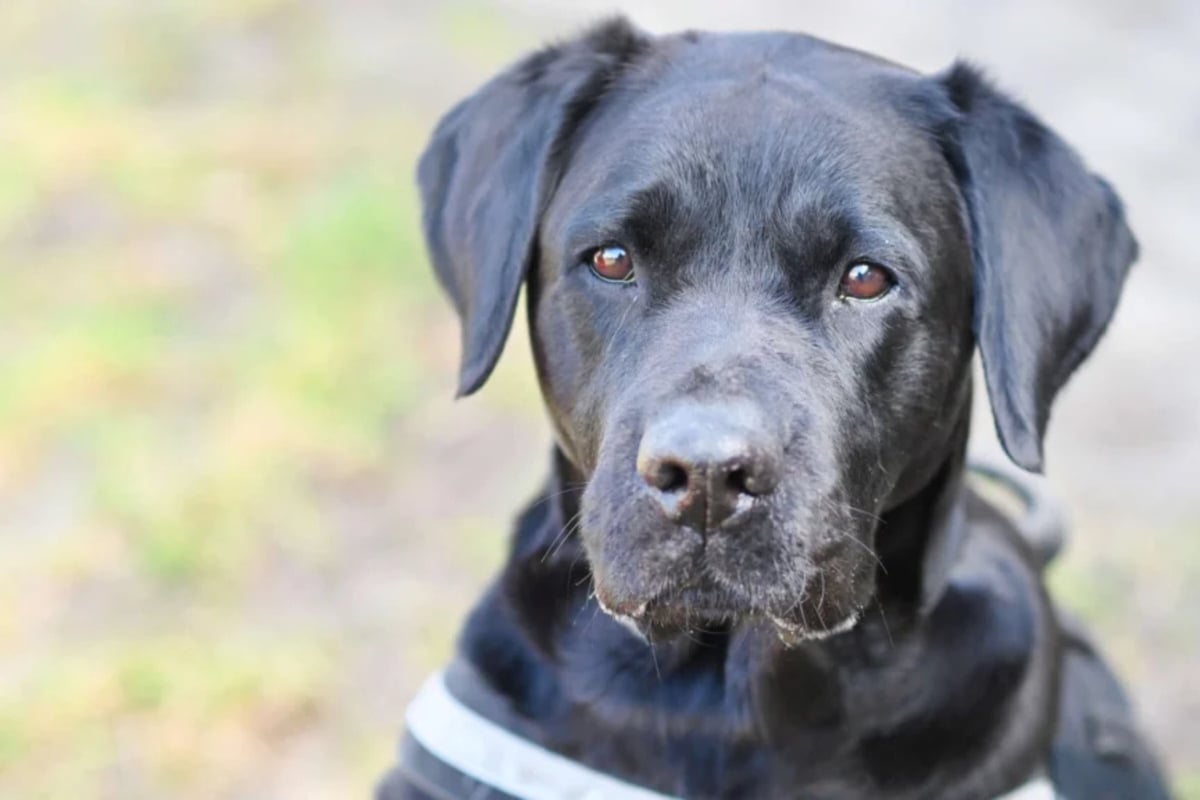 Fremde? Lieber nicht! Labrador-Retriever-Mix Luna braucht Zeit und Vertrauen