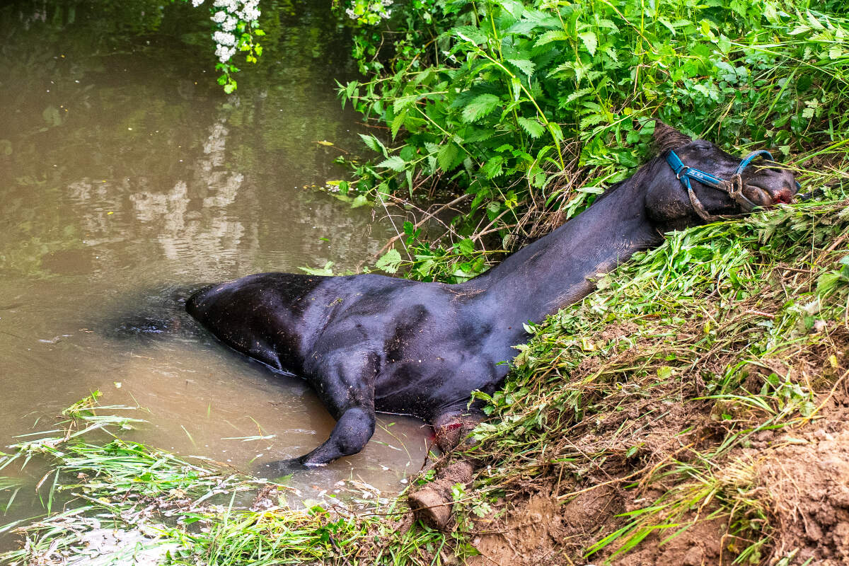 Dramatische Szenen auf Brücke: Pferd verliert plötzlich Halt und stürzt in Fluss