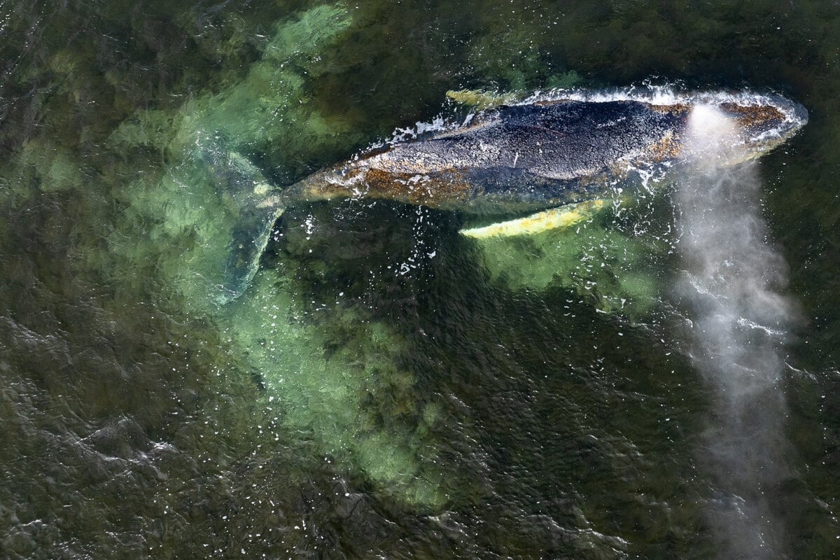 Buckelwal vor Wismar: Wal schwimmt in Richtung Hafen!