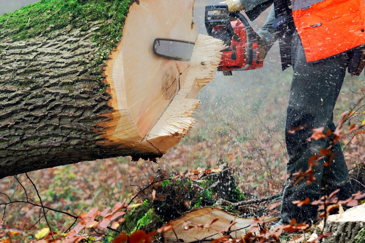 Tödlicher Arbeitsunfall bei Hessisch Lichtenau: Umgestürzter Baum erschlägt Arbeiter