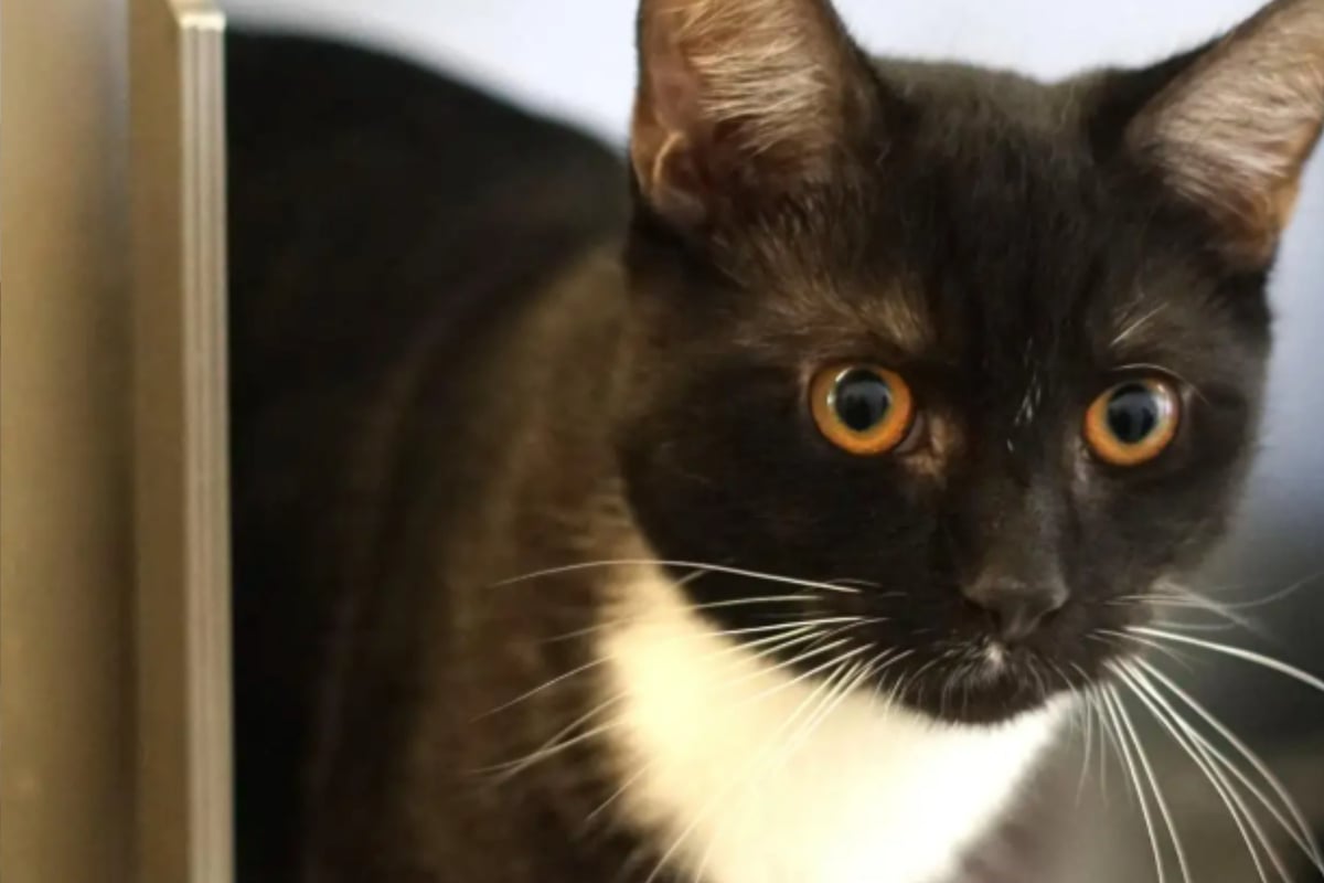 Wo darf Radio voll aufdrehen? Lebhafter Kater sucht liebevolles Zuhause