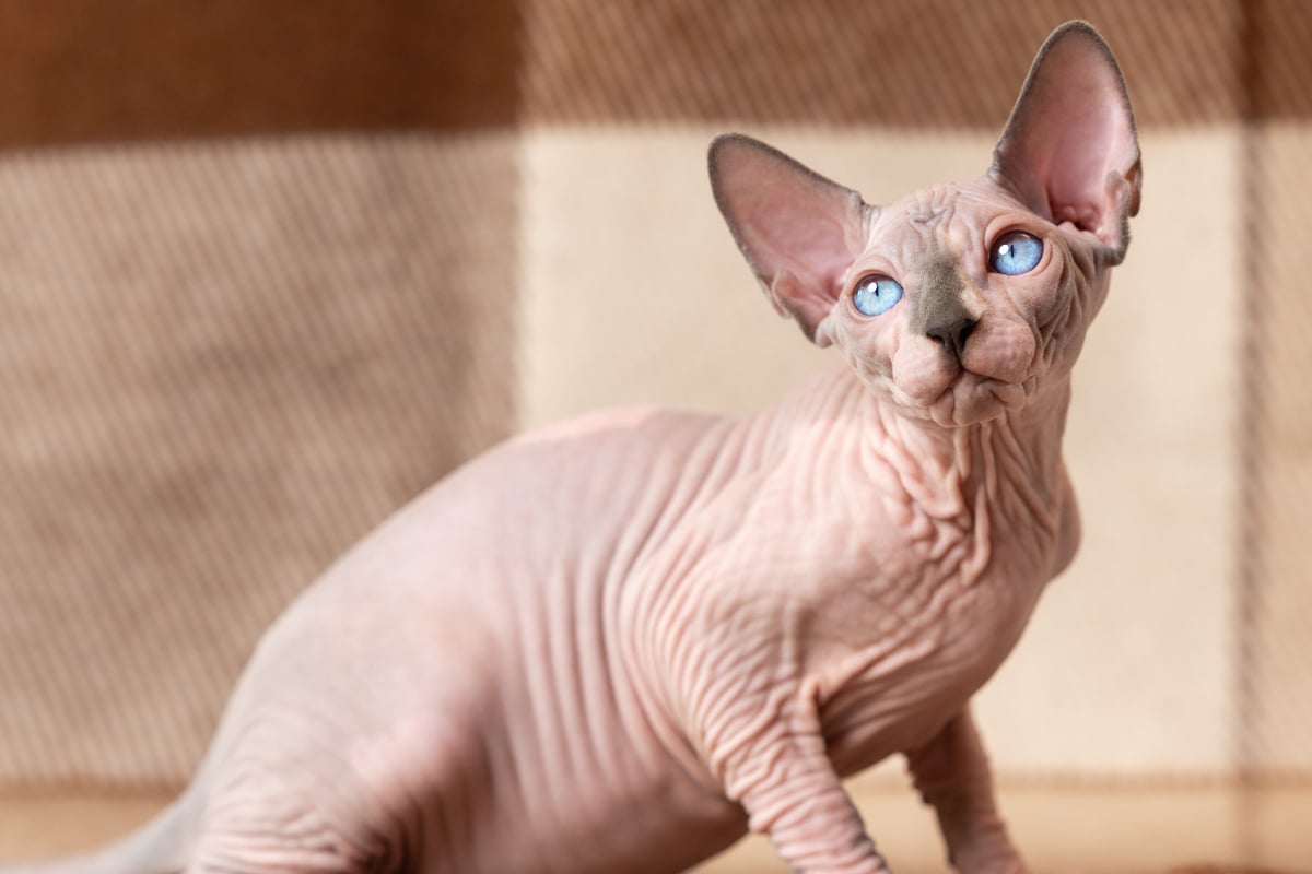 Haarloses Elend oder liebevolles Haustier? Die Sphynx-Katze im Porträt