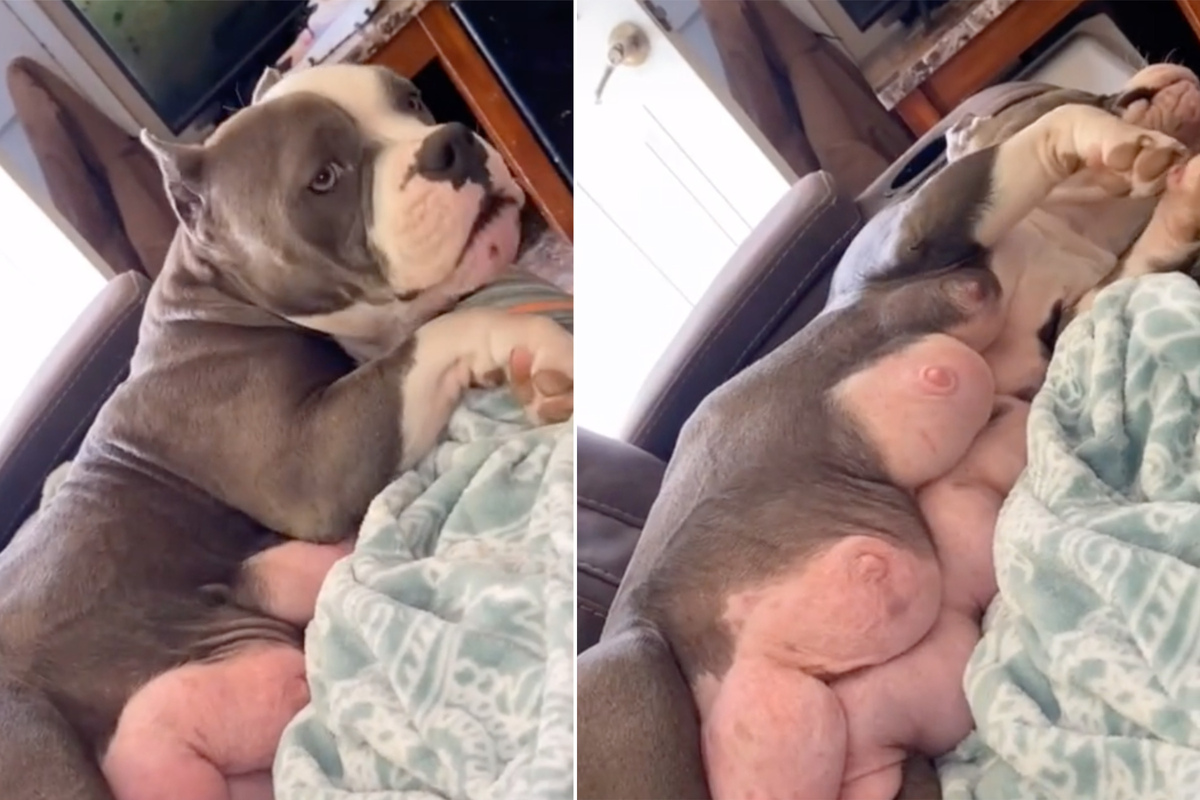 Big tits and dog