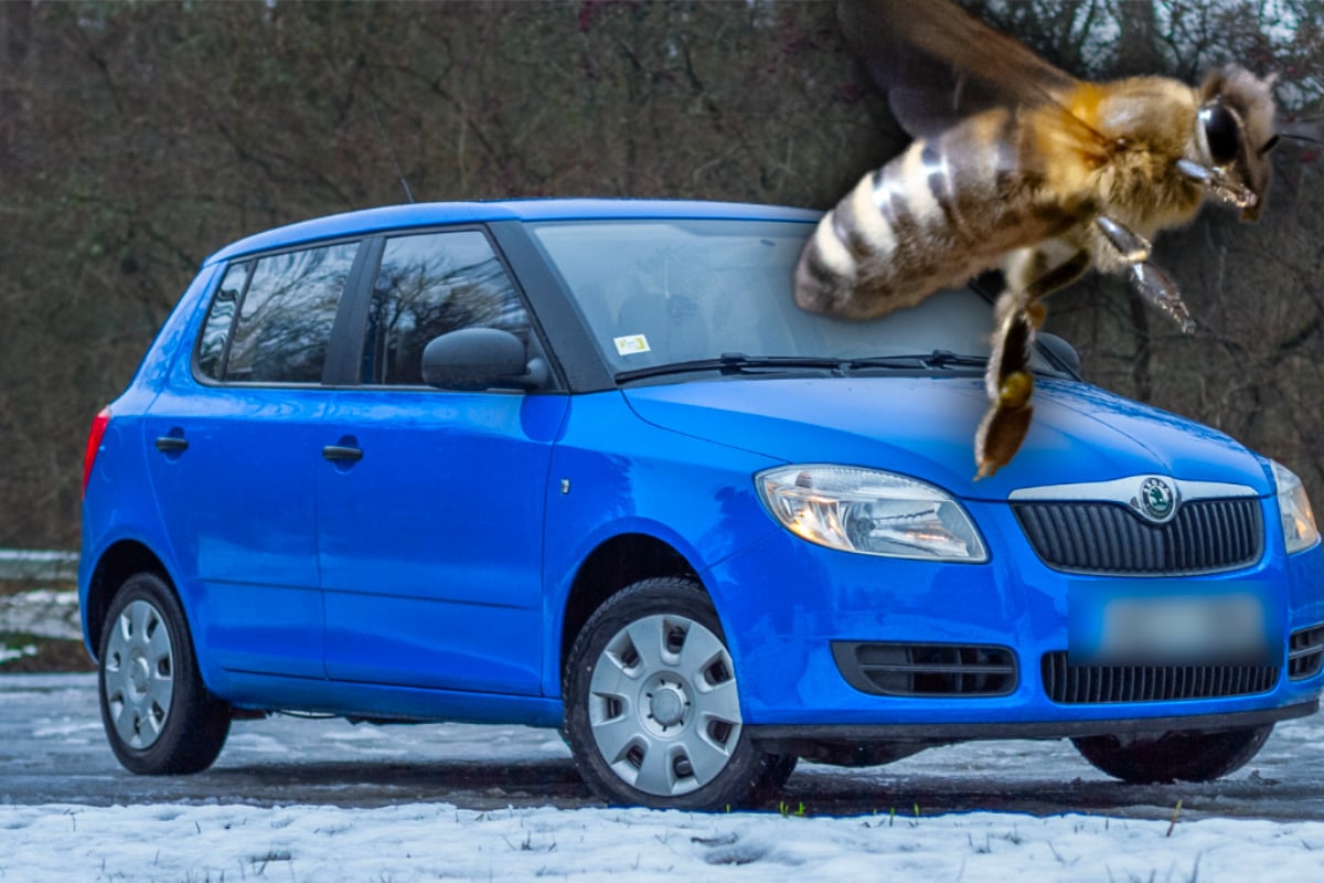 Auto-voller-Bienen-Kot-jetzt-soll-Versicherung-blechen-Alles-gelogen-
