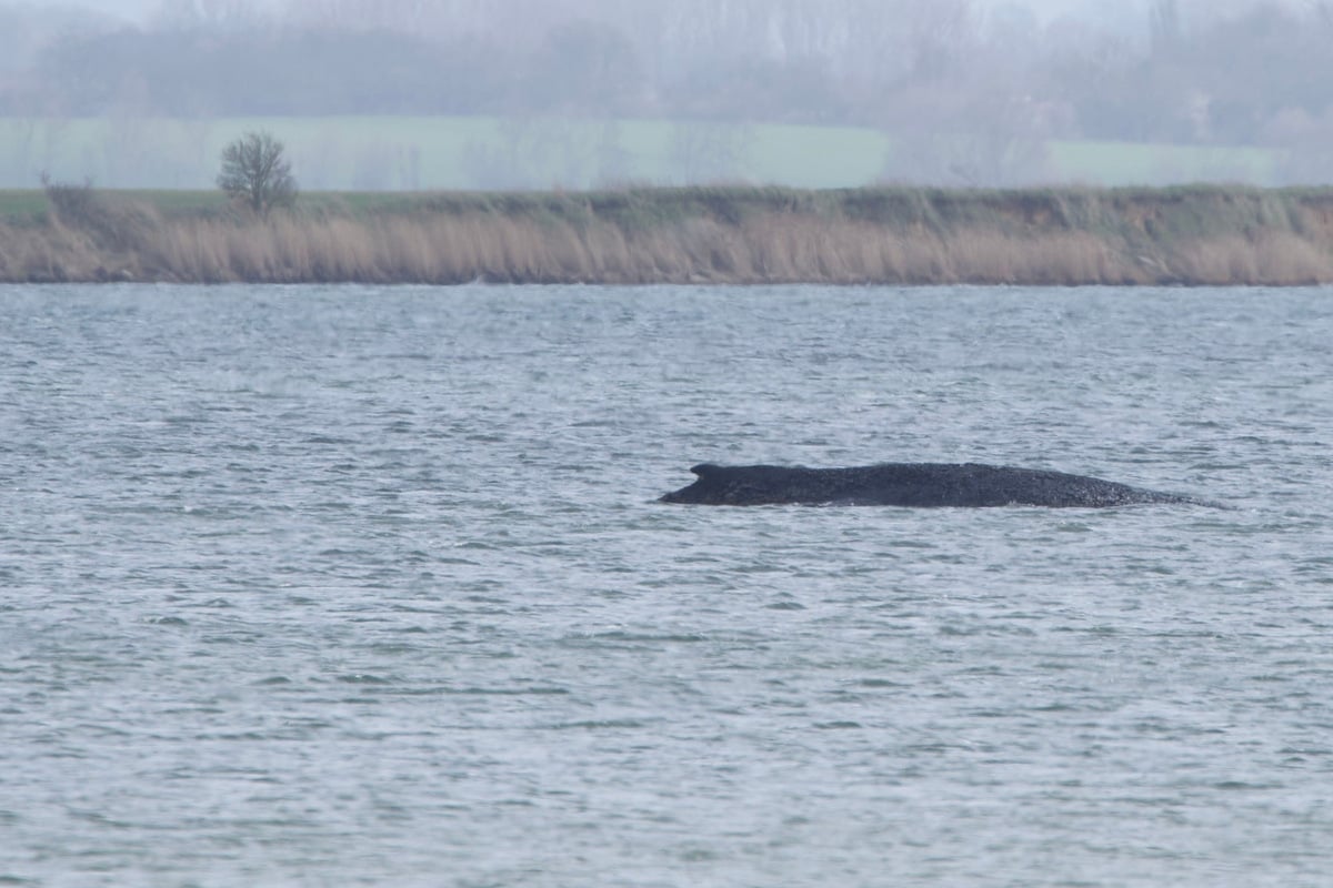 Experten sind sich sicher: Buckelwal wird bald sterben