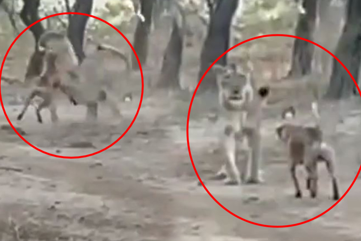 Hund legt sich mit Löwe an: Irres Video zeigt, wie es ausgeht!