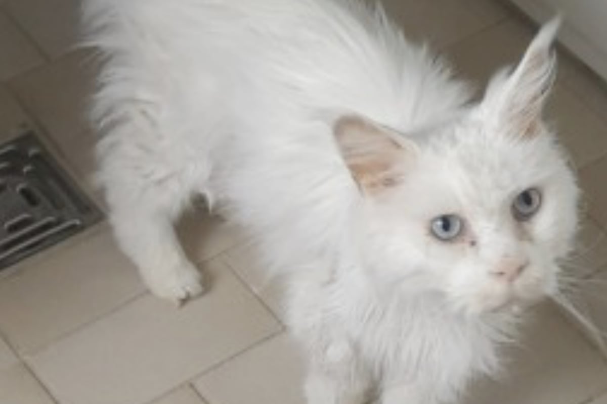 Besitzer will Katze einschläfern, weil Tierarztbehandlung zu teuer ist