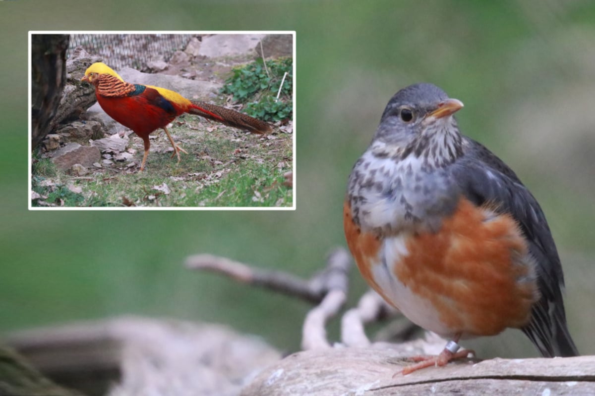 In Chemnitz piept's: Zwei neue Vogel-Arten im Tierpark eingezogen