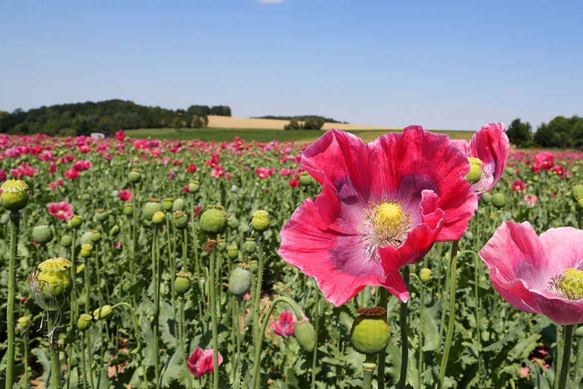 In Callenberg wird Backmohn angebaut