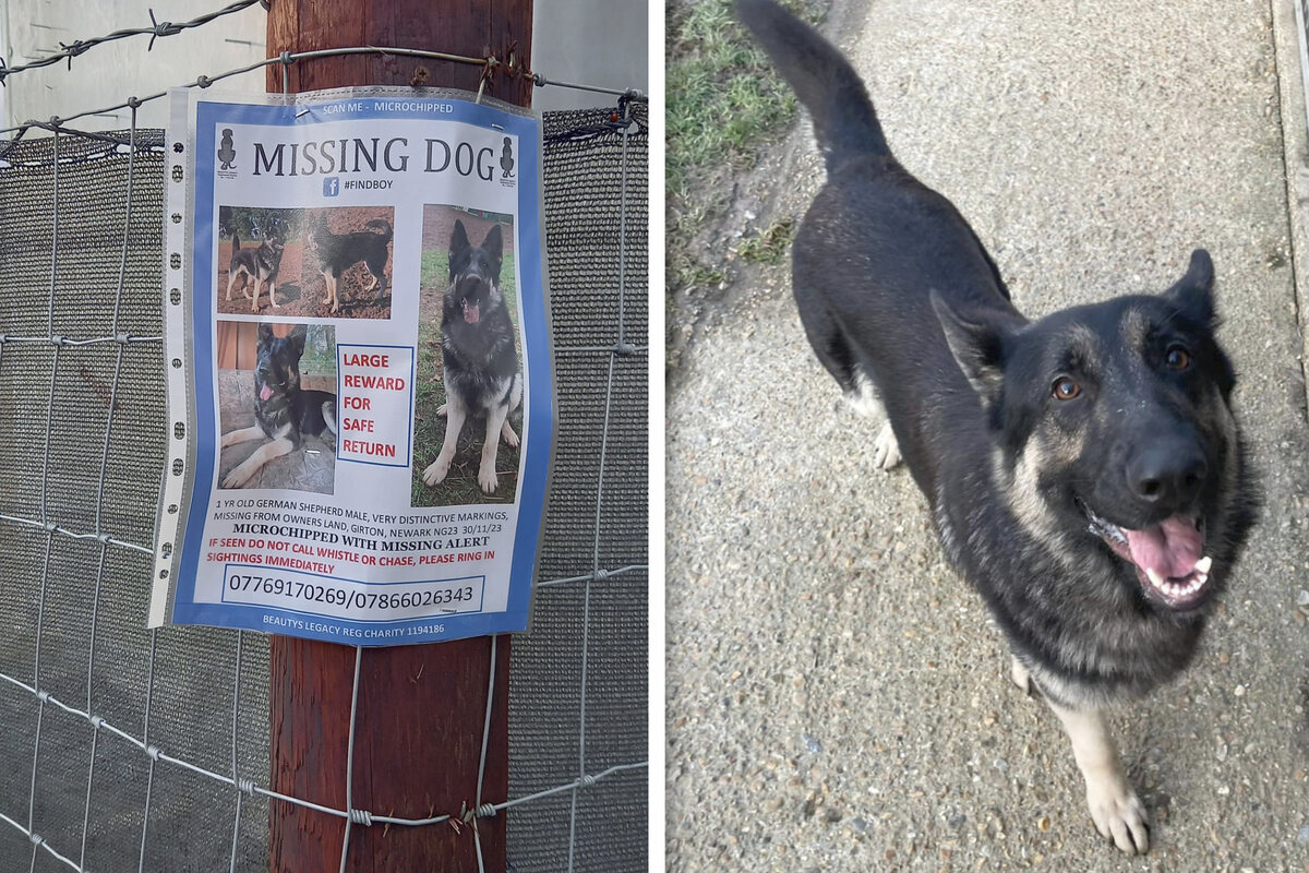 Gestohlener Hund durch Zufall wieder aufgetaucht Doch er ist hunderte