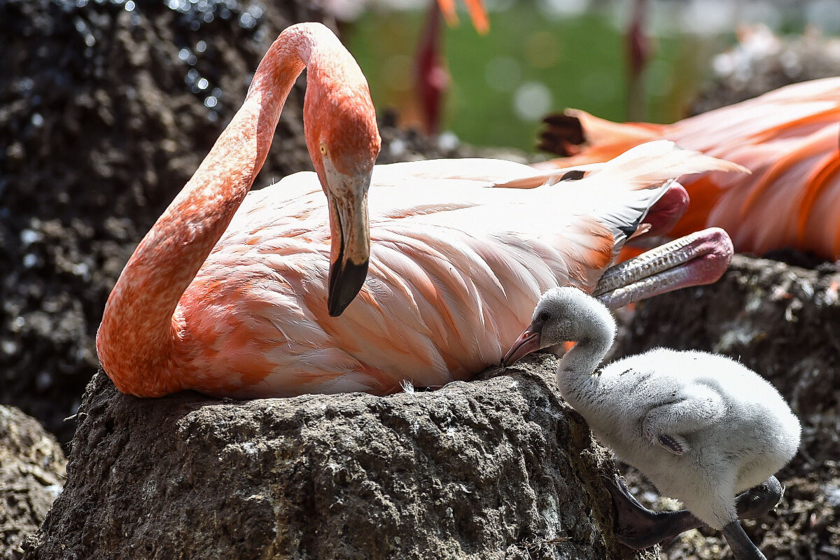 Dresden Die Ersten Kuken Sind Geschlupft Schnelle Bruter Bei Den Flamingos Tag24