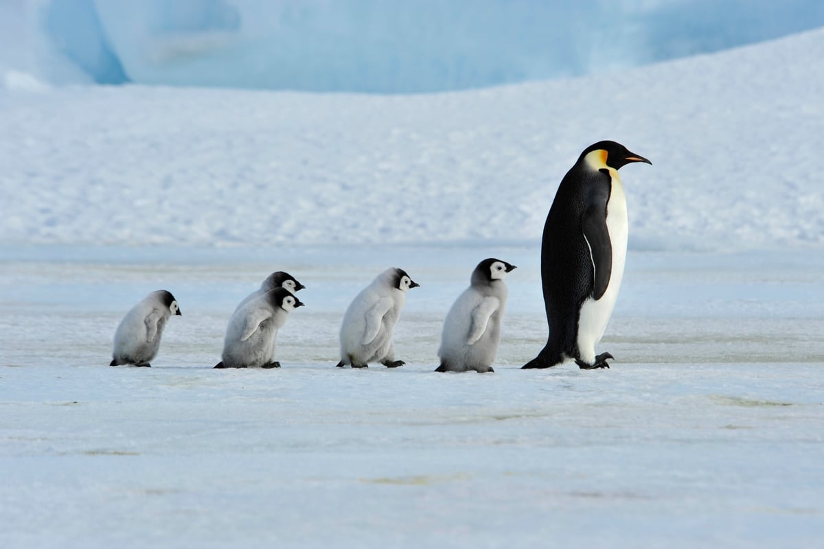 New emperor penguin colony discovered with the help of a satellite