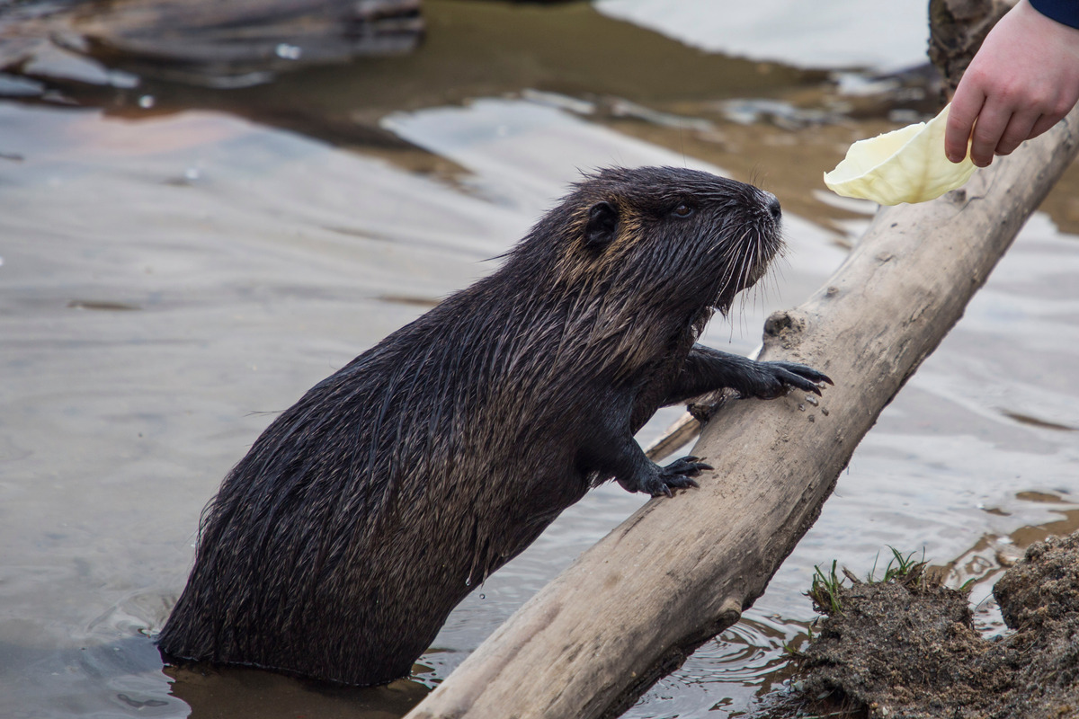 Dresden: There are more and more – dozens of Nutrias live at the Leuben gravel pit!