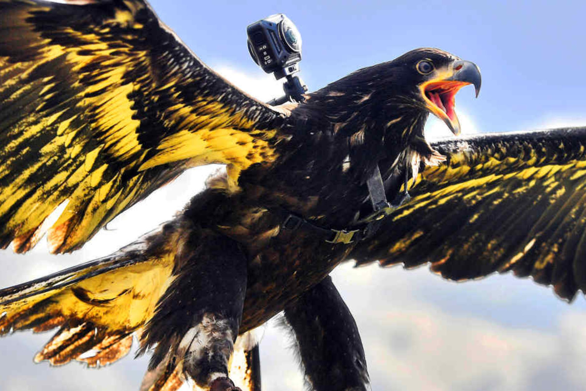 Wie Schnell Fliegt Ein Adler