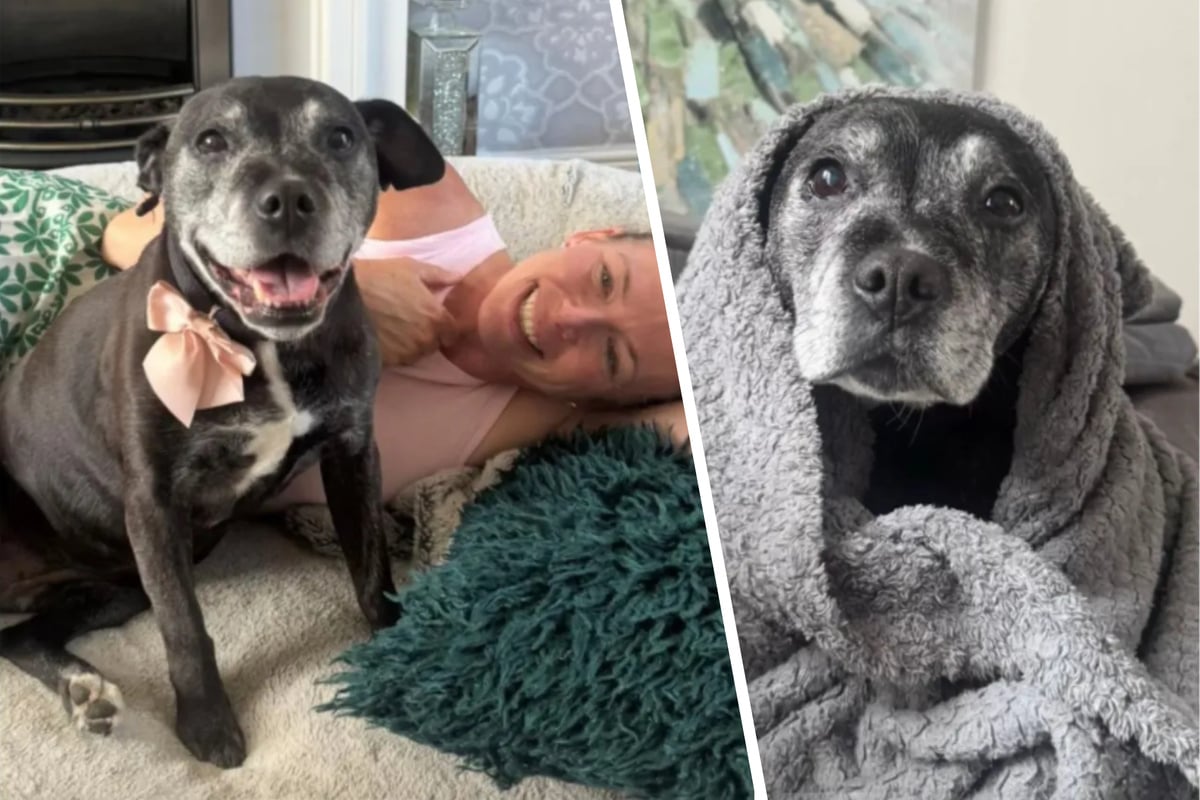 Frau-findet-H-ndin-vor-ihrer-T-r-die-einfach-nicht-mehr-gehen-will-Dann-f-llt-sie-eine-Entscheidung