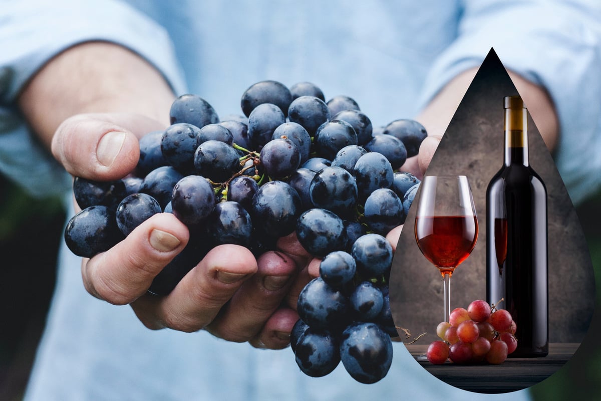 How to make wine at home from grapes Homemade wine recipe and tips
