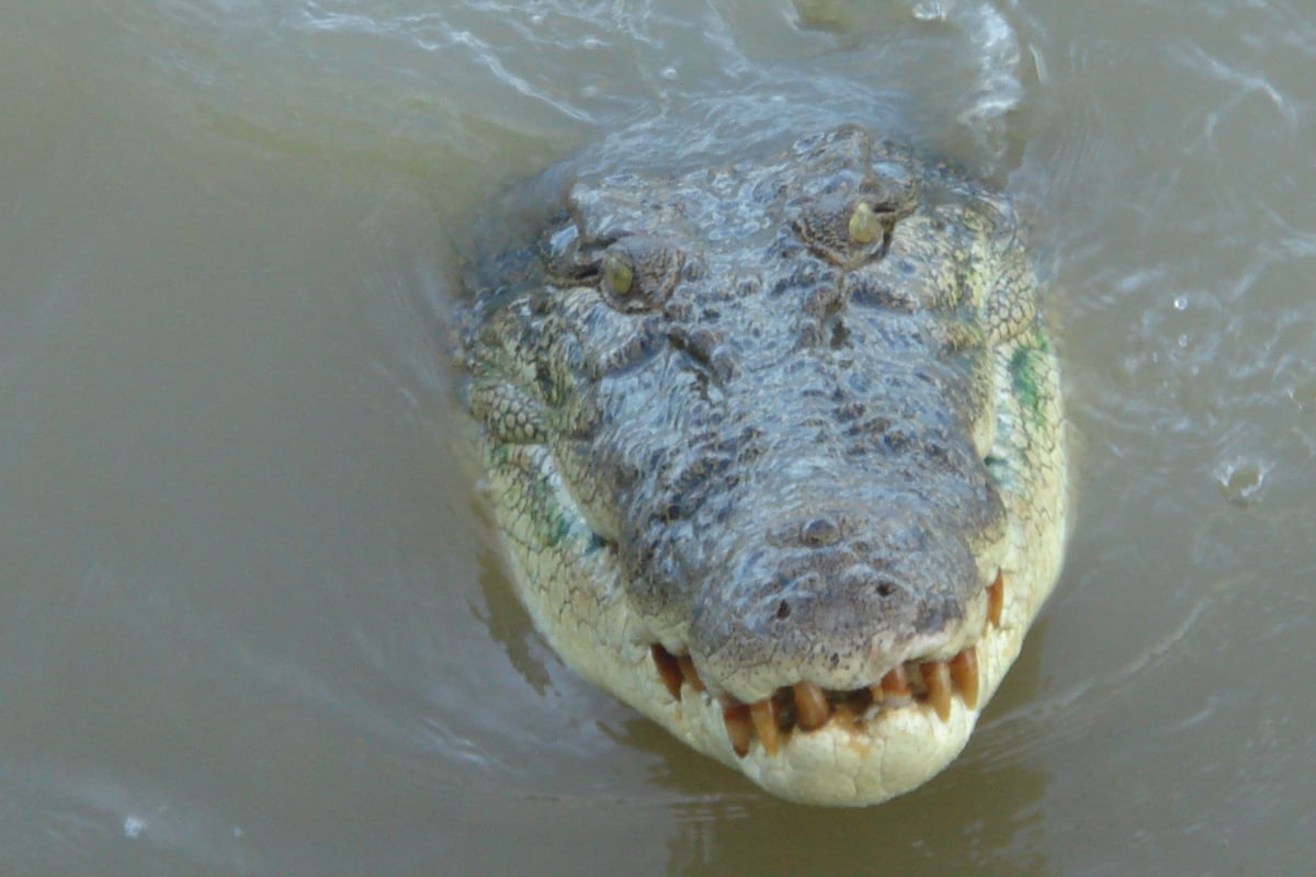 Nach Angriff auf Angler: Menschliche Überreste in Krokodil gefunden