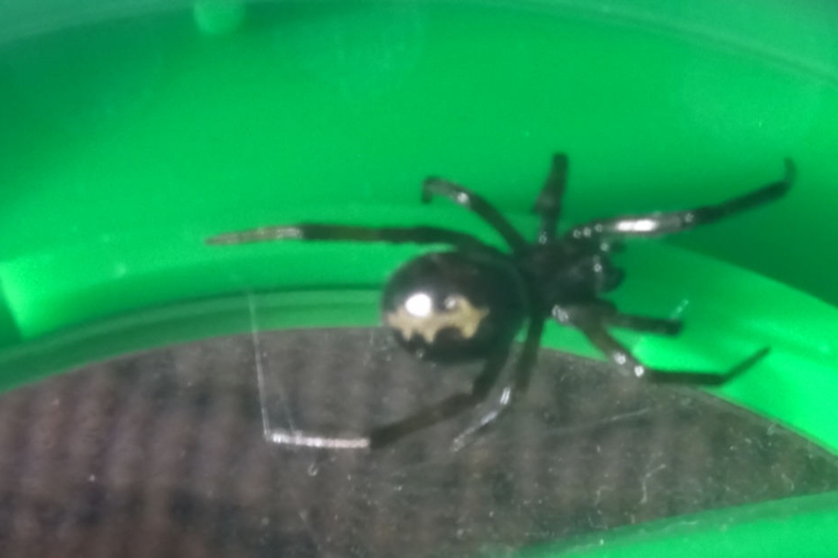 Schwarze Witwe Giftigste Spinne Der Welt : Spinnen Alarm Drei Schwarze Witwen Aus Sudamerika Buxen Aus Ubersee Container Aus 20 Minuten - Fühlt sich die bananenspinne bedroht, reagiert sie mit mehrfachen bissen, die.