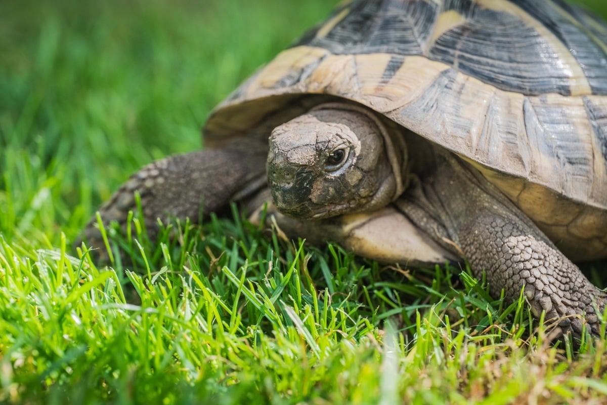 Sammy, Josie oder Urmel? Schöne Schildkröten-Namen für Dein Reptil