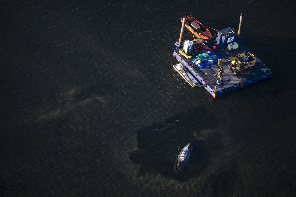 Buckelwal Timmy: Startet heute ein neuer Rettungsversuch?