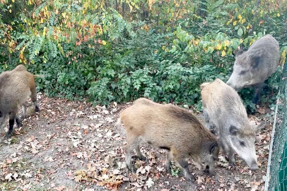 Nach Löwenjagd: Wildschweine terrorisieren Kleinmachnow!