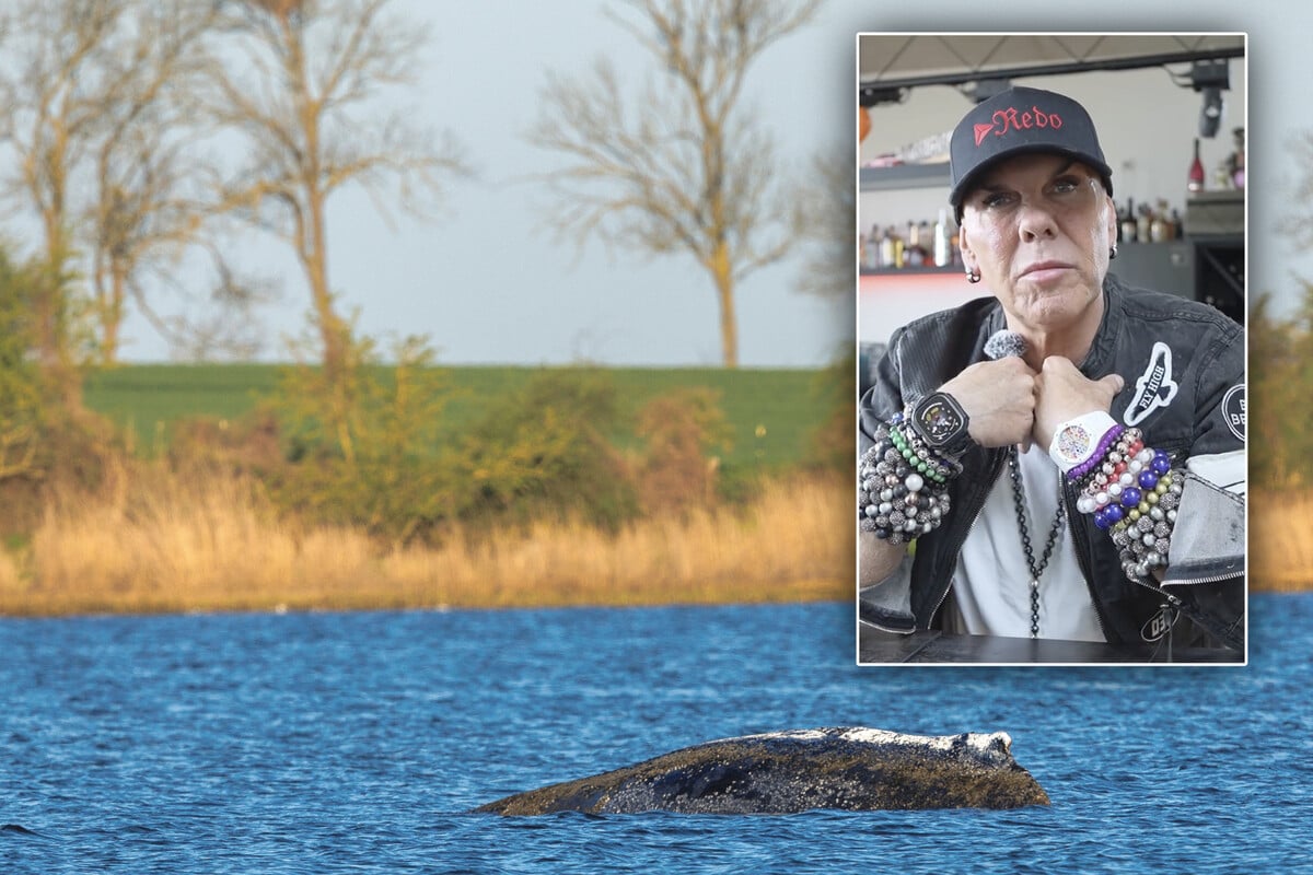 Landet Timmy als Fischstäbchen bei uns auf dem Teller? Kult-Gastronom René Dost spricht Klartext