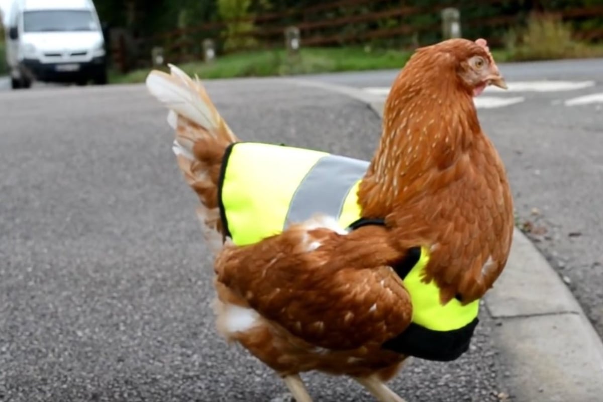 Ausreißer-Huhn Polly trägt eine Warnweste