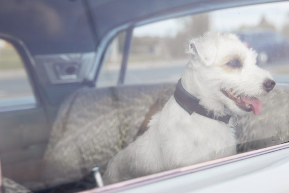 Bei 28 Grad: Frau lässt Hund in aufgeheiztem Auto zurück
