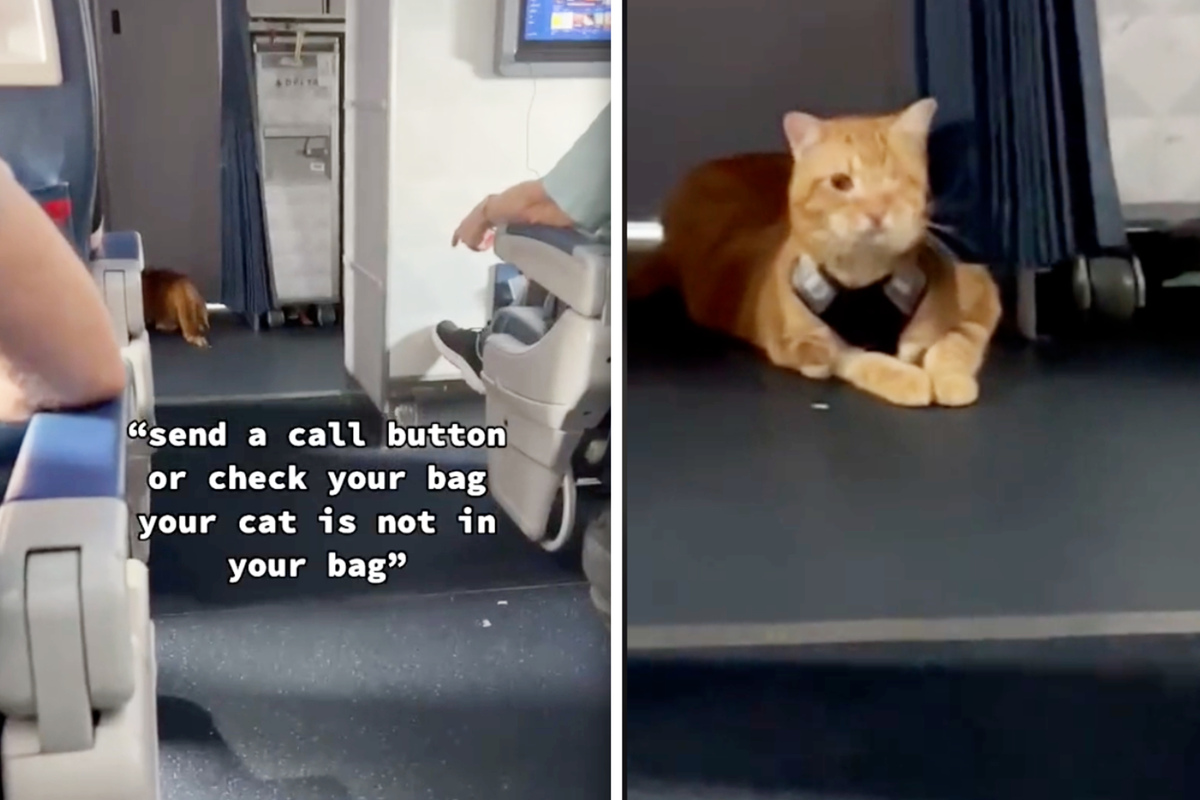 Oneeyed cat delays Delta flight in the most adorable way