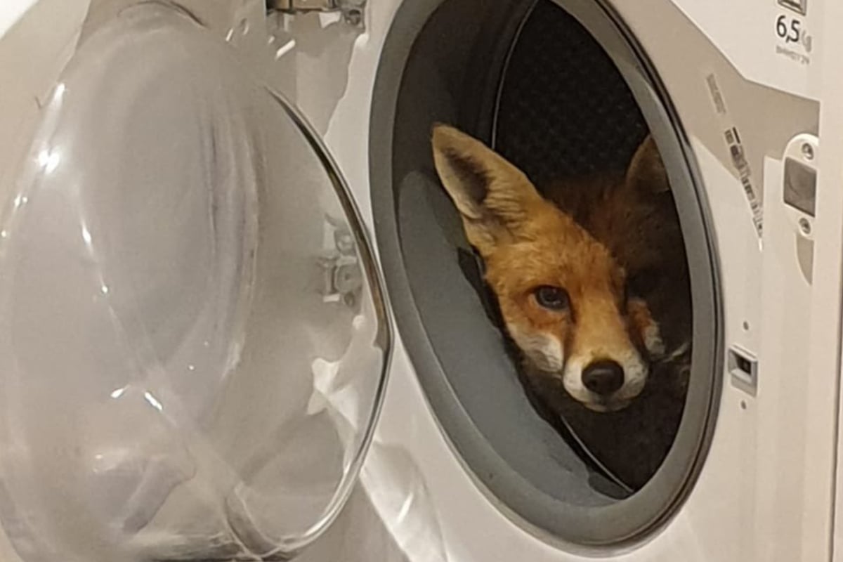 London couple finds a fox hiding in their washing machine