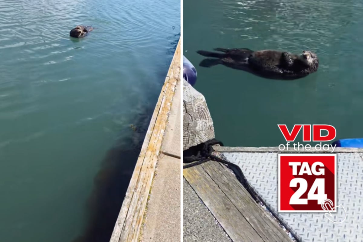 Viral Video of the Day for June 25, 2026: Otter mom's adorable baby introduction melts hearts online!