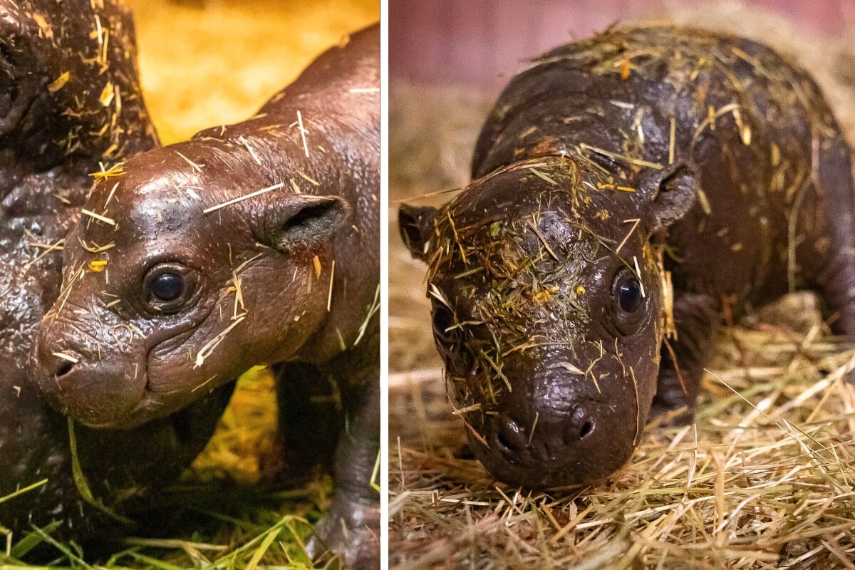 Baby-Hippo lässt Berliner Zoo aufatmen: "Auf dem Weg der Besserung"