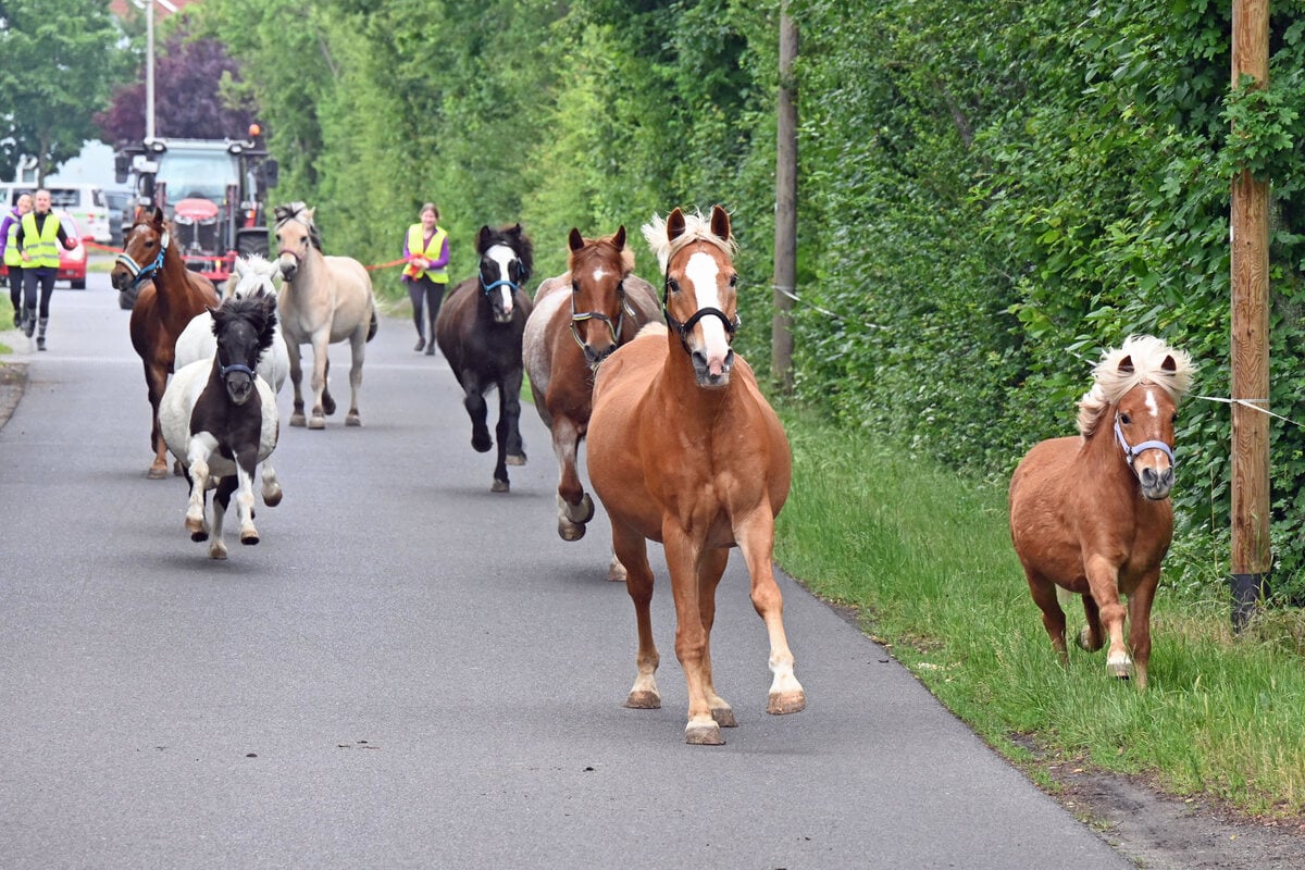 Wild-West in Südost: Verrücktes Pferdetreiben in Leipzig