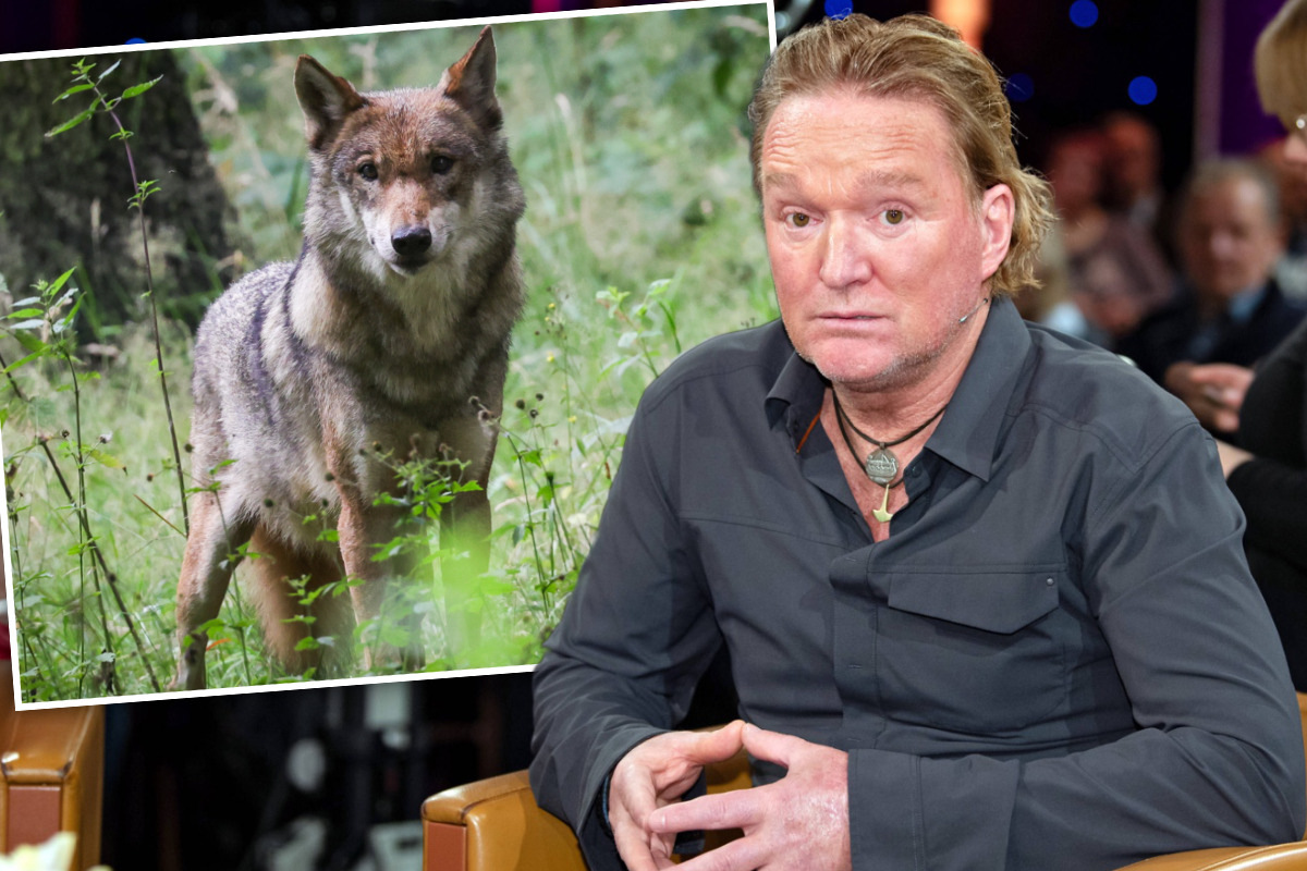 Riverboat: Tierfilmer Andreas Kieling über den Wolf - "Wir sind da sehr