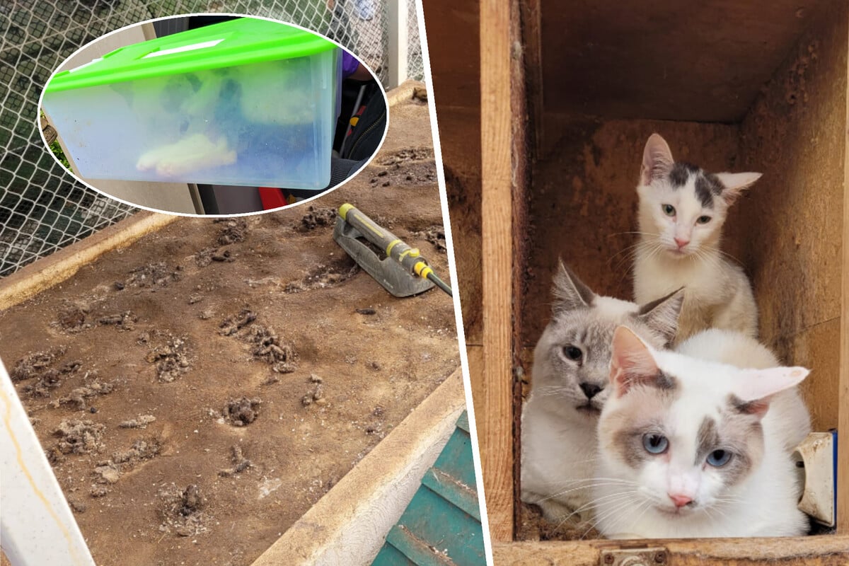 Tierschützer mit Grusel-Fund: Hunderte Katzenleichen in Garten und Gefriertruhe!