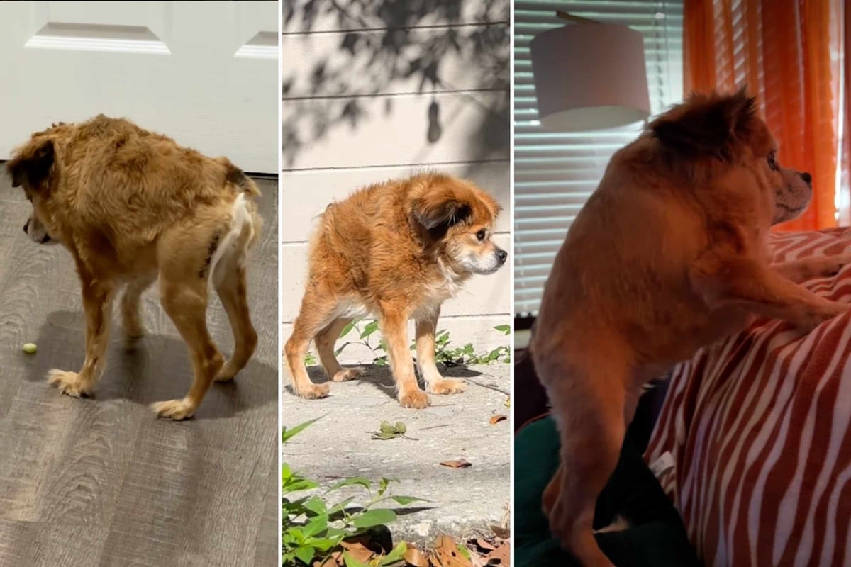 Dog with "Jimothy" syndrome goes viral: Who is "Tilly the friendly loaf?"