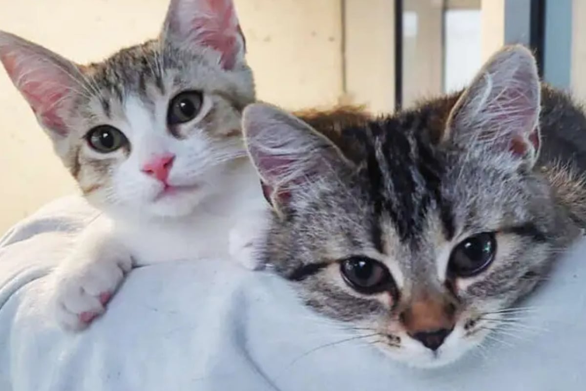 Katzen-Kinder im Doppelpack: Marie und Melia schwören auf Gegensätze