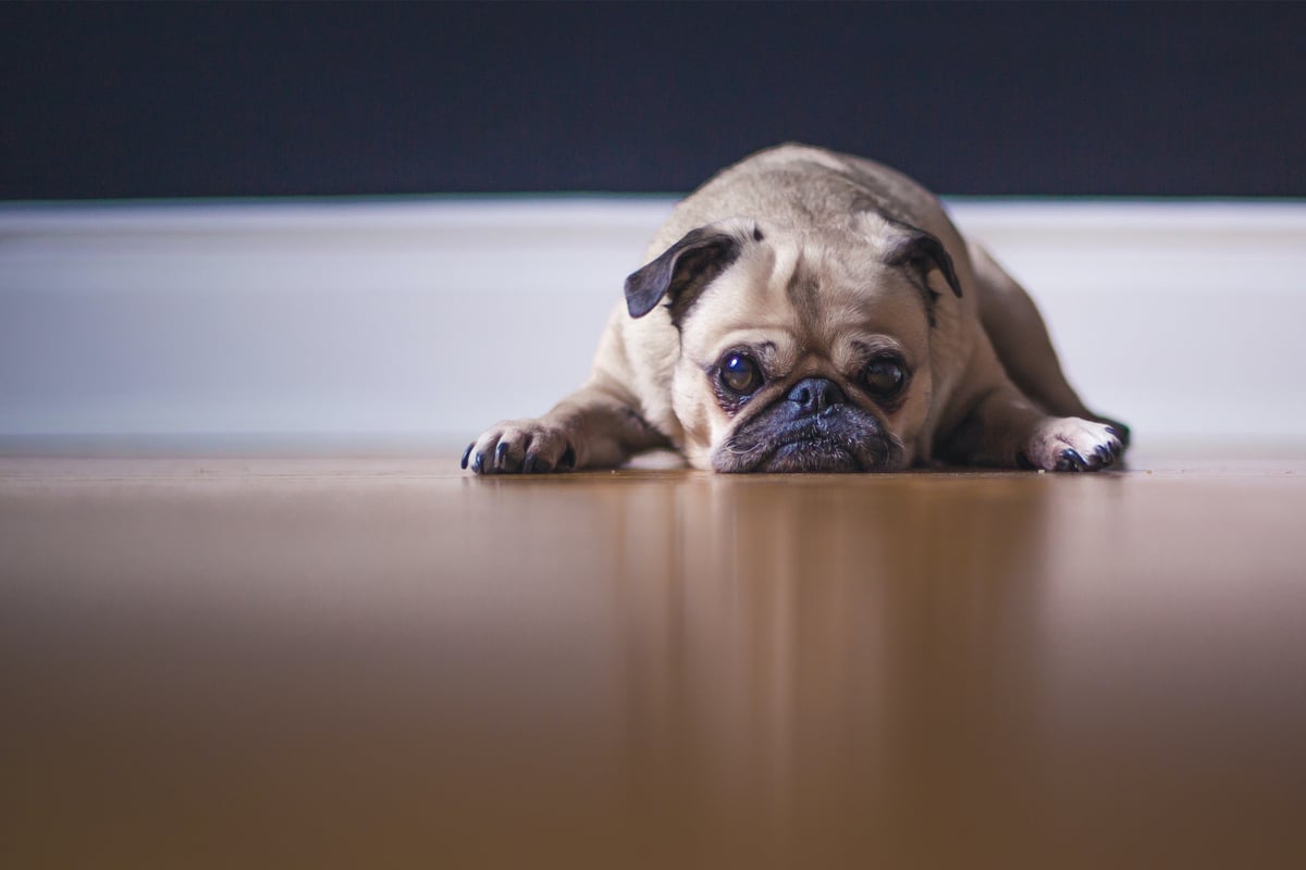 Dog giardia Symptoms and treatments