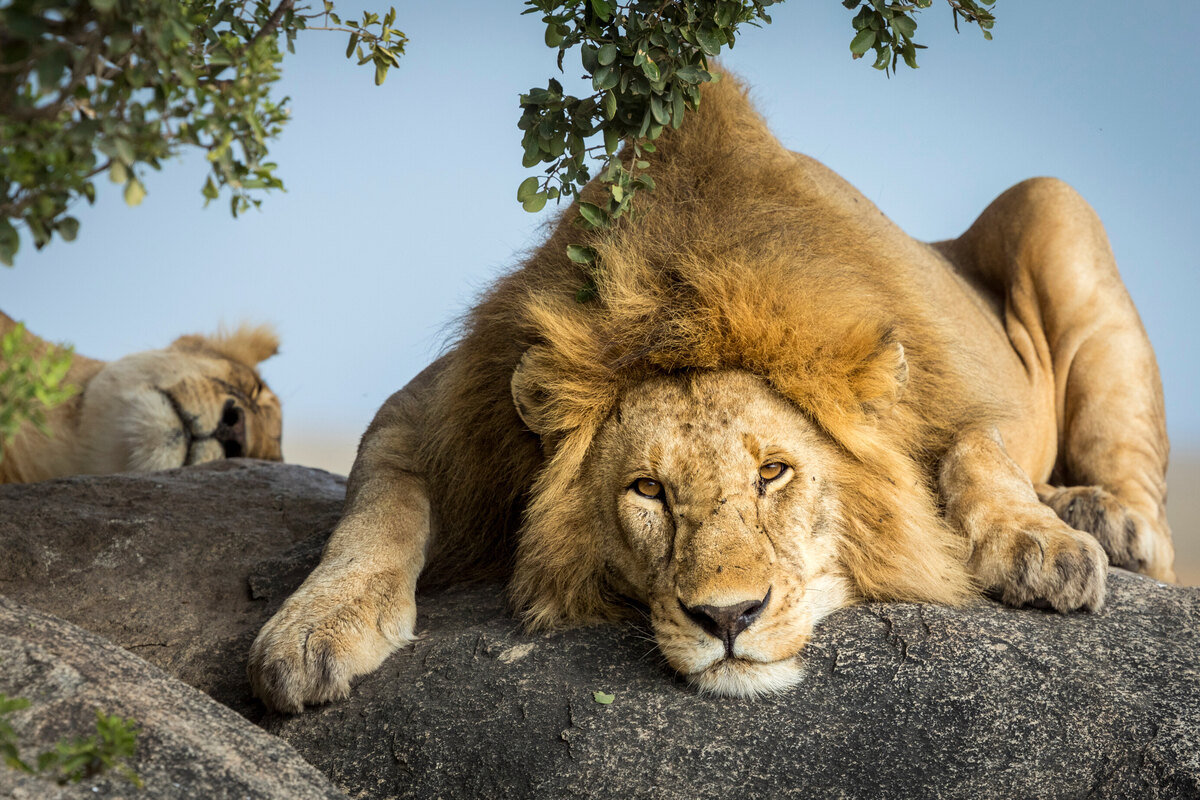 Japanese zoo practices lion escape protocol in hilarious drill