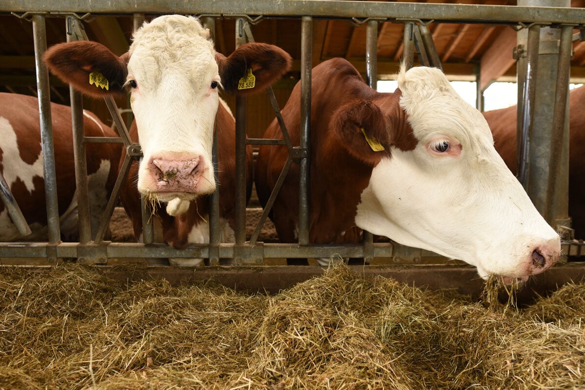 Nach Schweinepest: Nächste Tierseuche breitet sich in Hessen aus