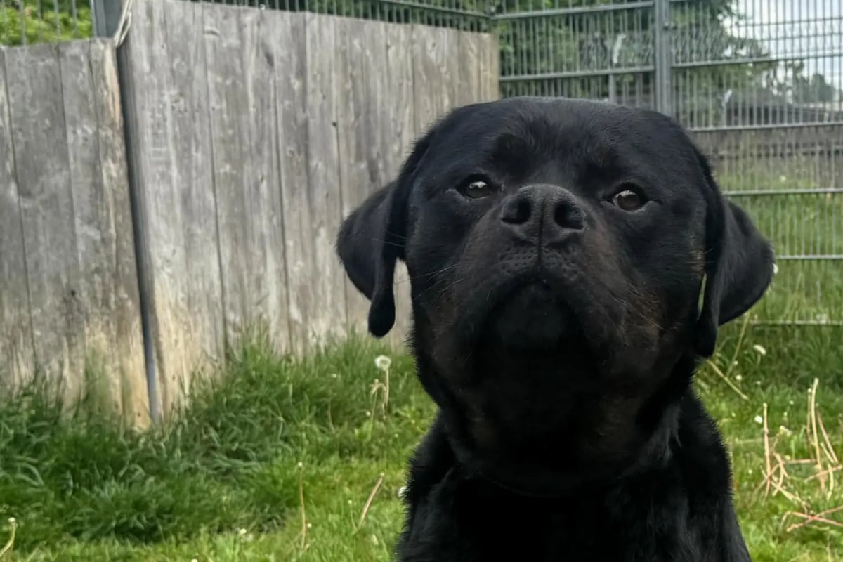 Sir Wedel ist ein sanfter Riese: Wer gibt dem Hund eine Chance?
