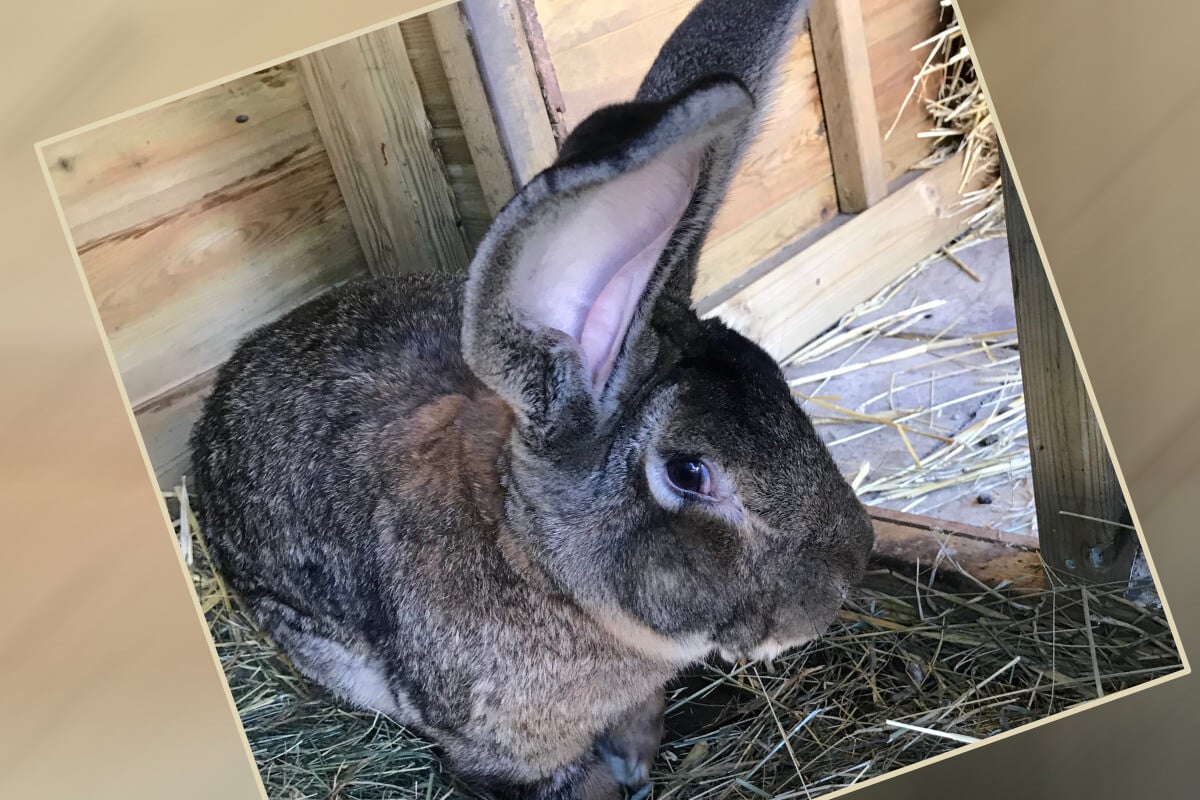 Bunny-napped! British police on the prowl after 