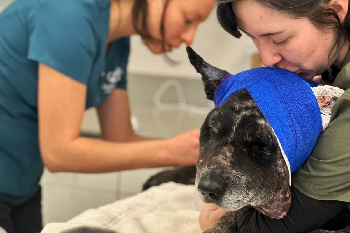 Halbblinder Hund kämpft gegen Bär und erleidet schwere Verletzungen