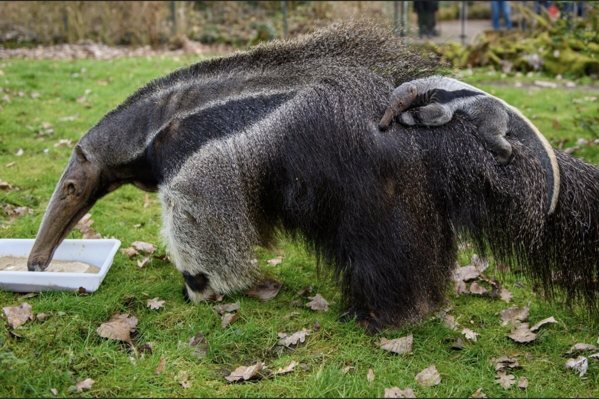 Trauer im Magdeburger Zoo: Großer Ameisenbär Estrella (†22) gestorben